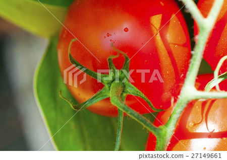 班板，西柿柿子，西紅柿，番茄，番茄 27149661