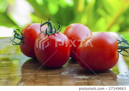 班板,西柿柿子,西紅柿,番茄,番茄 班板,西柿柿子,西紅柿,番茄,番茄 27149663