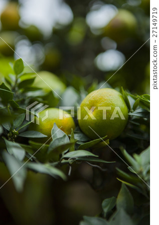  日本柏樹，柑橘，橘子，橙，橙，甘孜，橙柑橘 27149719