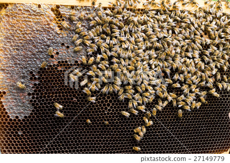 Queen bee close up Queen bee close up 27149779