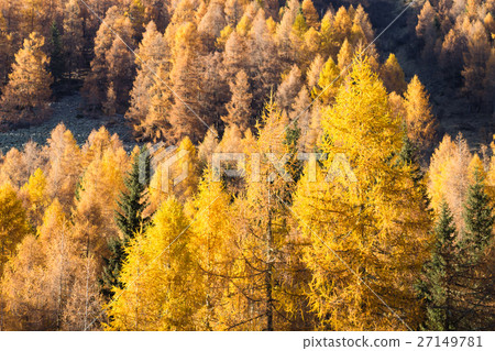 Autumn panorama from Italian Alps Autumn panorama from Italian Alps 27149781