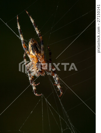 Waiting spider 27150141