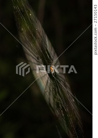 In the middle of the web 27150143