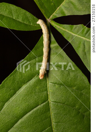 Caterpillar on green leaf 27150158