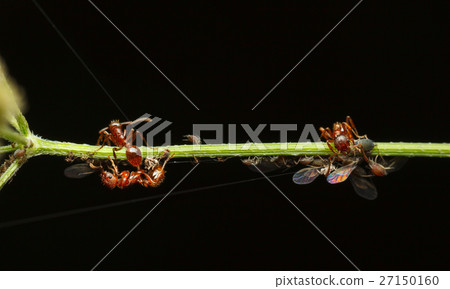 Ants feeds on aphid colony 27150160