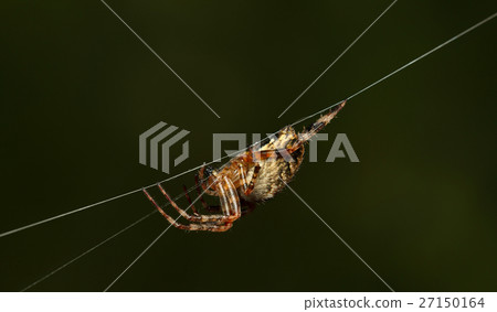 Spider side view Spider side view 27150164