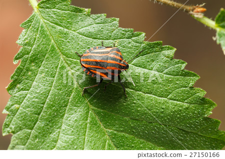 Shield bug Shield bug 27150166