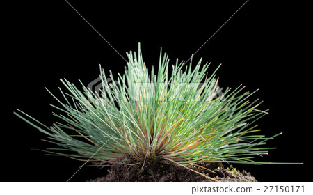 Green grass cluster Green grass cluster 27150171