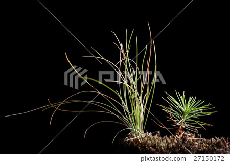 Tiny pine sprout and grass 27150172