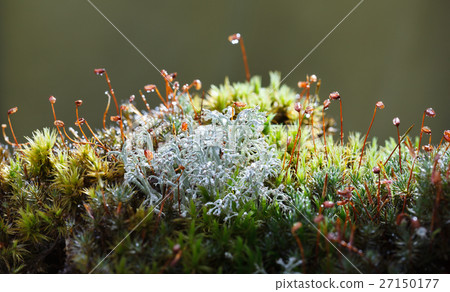 Rain drops on lichen and moss Rain drops on lichen and moss 27150177
