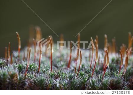 Early morning sunbeams on moss Early morning sunbeams on moss 27150178