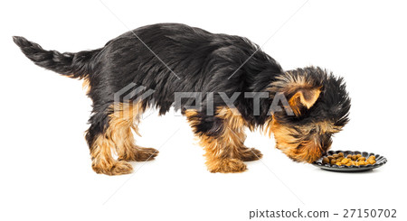 Yorkshire terrier standing and eating 27150702