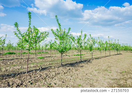 Young blossoming cherry orchard 27150703