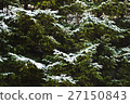 Frozen firs closeup 27150843