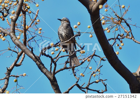 Wild birds in Mitaka-shi, Tokyo Brown-eared bulbulous parsing into the sundan tree in the park adjacent to Sengawa Wild birds in Mitaka-shi, Tokyo Brown-eared bulbulous parsing into the sundan tree in the park adjacent to Sengawa 27151342