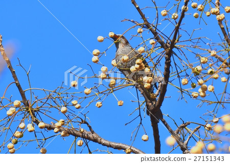 Wild birds in Mitaka-shi, Tokyo, a brown-eared bulbul which holds the fruits of Sendan in the park adjacent to Sengawa 27151343