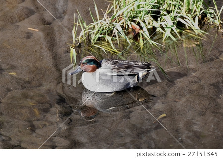 野生鳥類在東京三鷹市，Cogamo漂浮在Sengawa 27151345