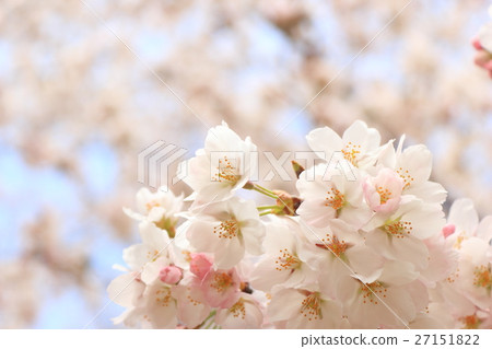 吉野染美 27151822