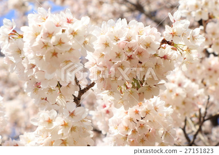 吉野染美 27151823