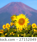 Sunflower shining in the morning sun and Fuji 27152049