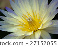 Yellow tropical water lily 27152055