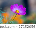 Pink Cosmos 27152056