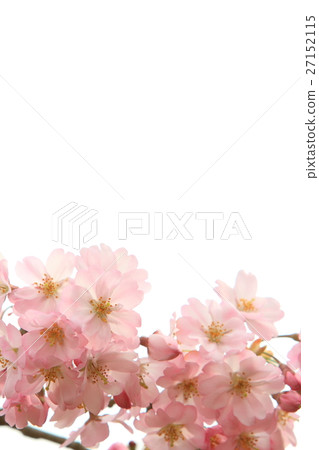 Sakura (thinkakawa cherry tree) Sakura (thinkakawa cherry tree) 27152115