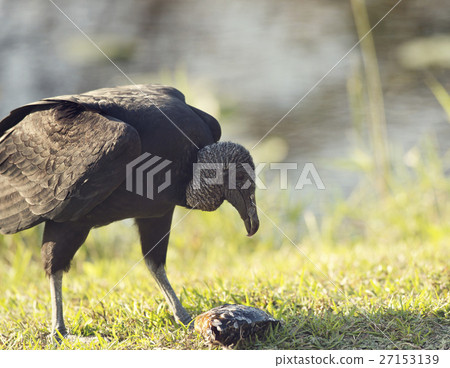 American Black Vulture eating a fish 27153139
