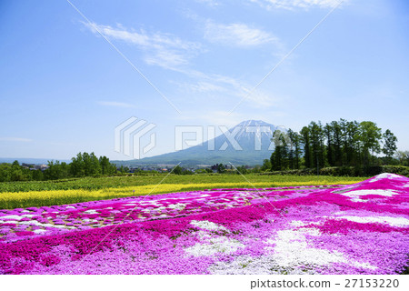 Shiba Sakura and Mt. Yotei (Niseko) 27153220