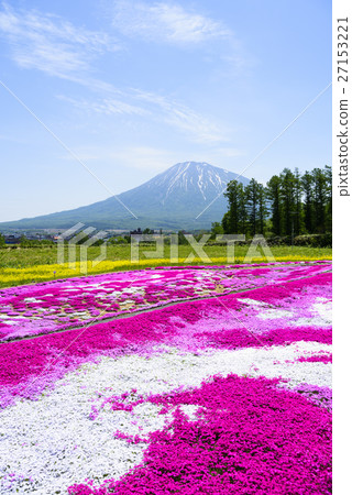 Shiba Sakura and Mt. Yotei (Niseko) 27153221
