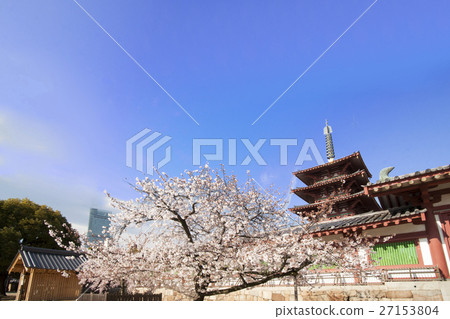 Shitennoji five-storied pagoda Cherry blossom view Akin no Harukas distant view 27153804