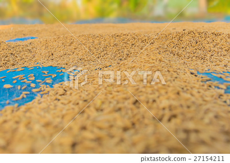 Abstract soft blurred and soft focus of dry method 27154211