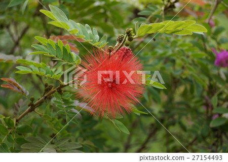 朱纓花 27154493