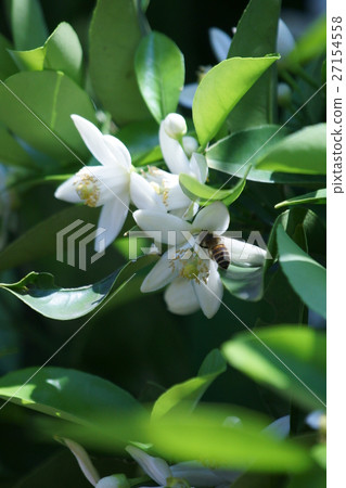 Japanese honey bee flower language in summer basket is "bride's pleasure" Japanese honey bee flower language in summer basket is "bride's pleasure" 27154558