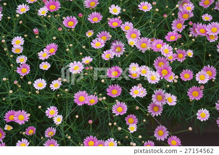 瑪格麗特華迪奇的語言是“對真理的熱愛” 瑪格麗特華迪奇的語言是“對真理的熱愛” 27154562