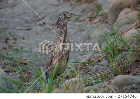 黑冠麻鷺 27154746