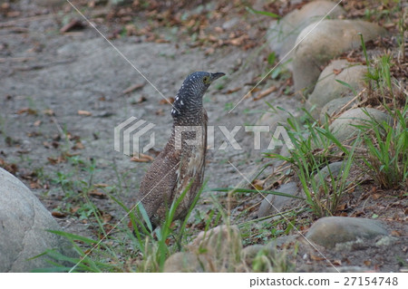 Black-crowned egret 27154748