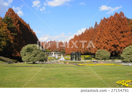 12月神奈川縣相模原公園01水杉樹的秋葉 12月神奈川縣相模原公園01水杉樹的秋葉 27154791