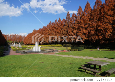 12月神奈川縣相模原公園02水杉樹的秋葉 12月神奈川縣相模原公園02水杉樹的秋葉 27154792