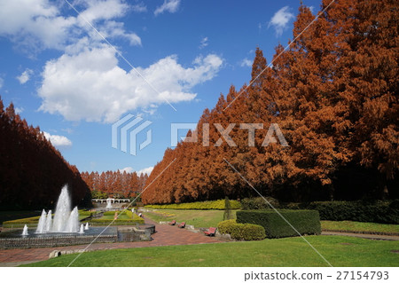 12月神奈川縣相模原公園03水杉樹的秋葉 27154793