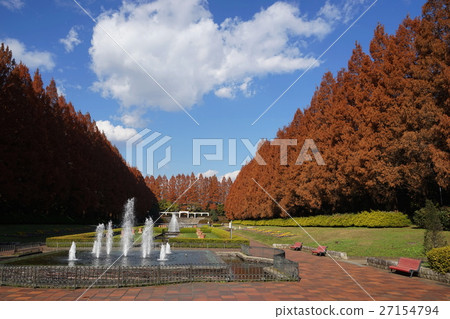 12月神奈川縣相模原公園04水杉樹的秋葉 12月神奈川縣相模原公園04水杉樹的秋葉 27154794