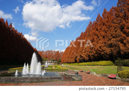 12月神奈川縣相模原公園05水杉樹的秋葉 12月神奈川縣相模原公園05水杉樹的秋葉 27154795