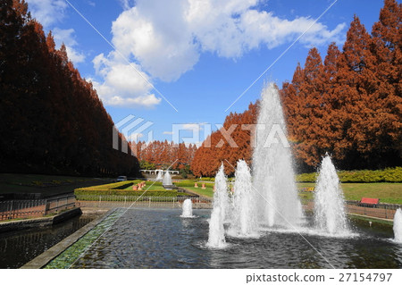 12月神奈川縣相模原公園07水杉樹的秋葉 12月神奈川縣相模原公園07水杉樹的秋葉 27154797