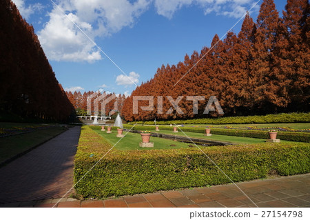 December Kanagawa Prefectural Sagamihara Park 08 Autumn leaves of Metasequoia trees December Kanagawa Prefectural Sagamihara Park 08 Autumn leaves of Metasequoia trees 27154798