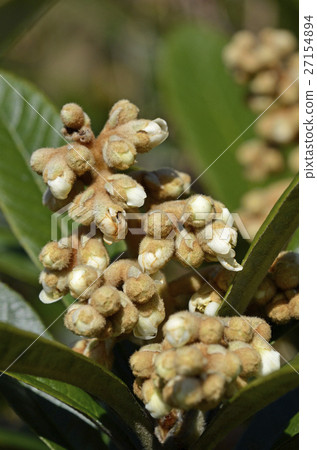 Loqui（枇杷） 27154894