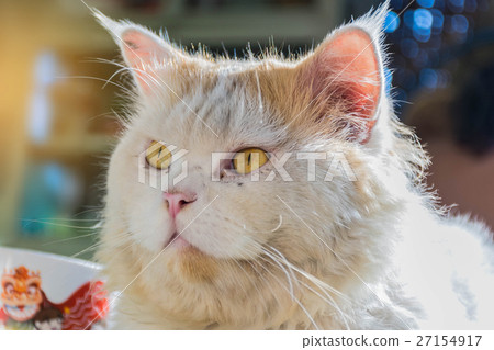 Abstract soft blurred and soft focus of the cat wi Abstract soft blurred and soft focus of the cat wi 27154917
