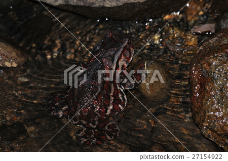 Azuma toad Azuma toad 27154922