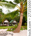 棕櫚樹 泰國 泰國清邁 27155000