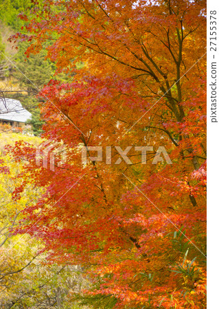 秋天的樹葉 27155378
