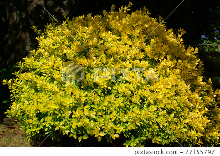 這是一朵美麗的葉子,如花Masaki Masaki 這是一朵美麗的葉子,如花Masaki Masaki 27155797